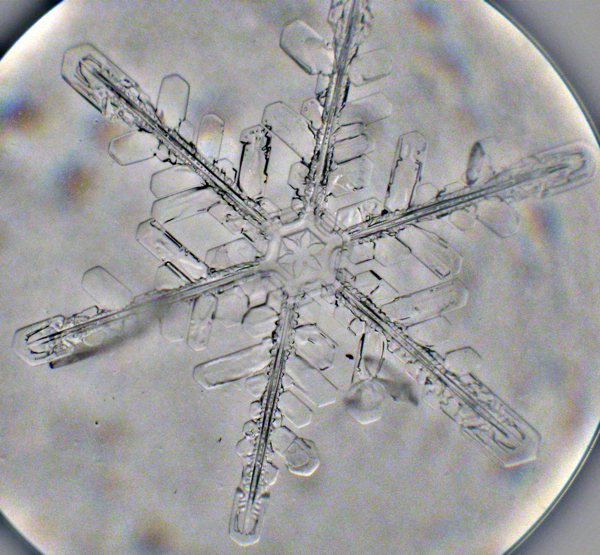 Snowflake - Microphotograph By Artgeek