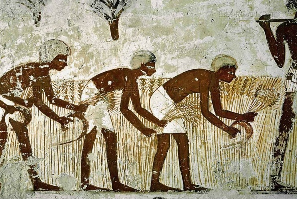 Agriculture In Ancient Egypt5