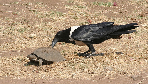 Crow And Pie