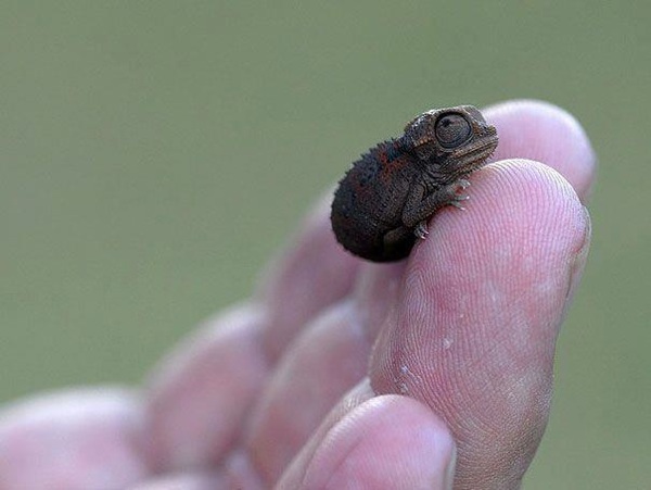 10 Ridiculously Tiny Animals - Listverse