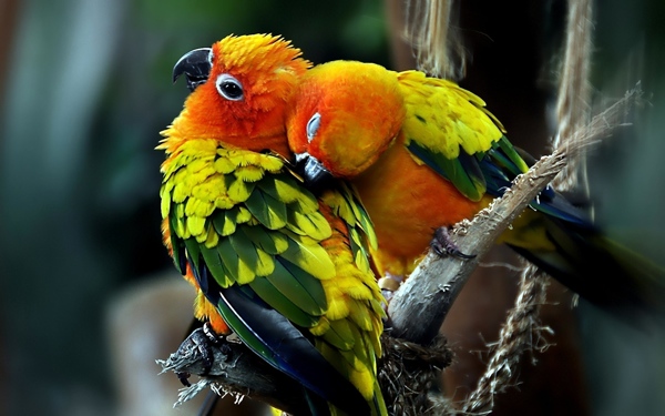 Parrots Couple In Love-Wide