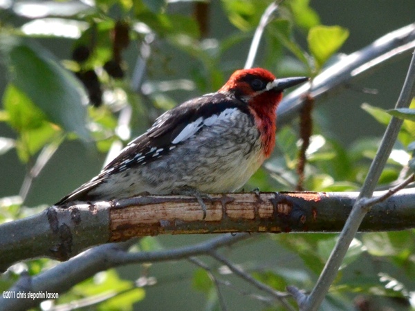 Red-Breasted-Sapsucker