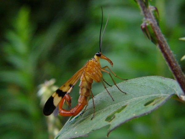 Scorpion Fly01