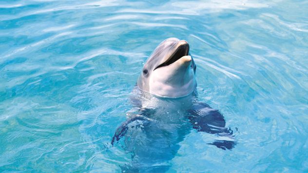 22677-Fish-Cute-Dolphin