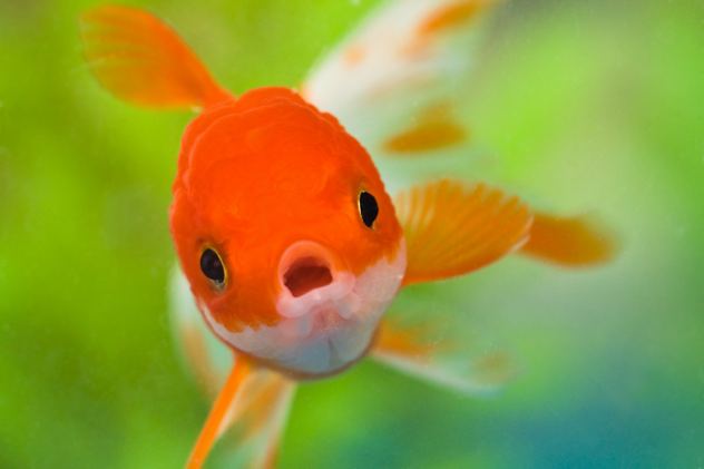 Fish-Cyprinidae-Goldfish