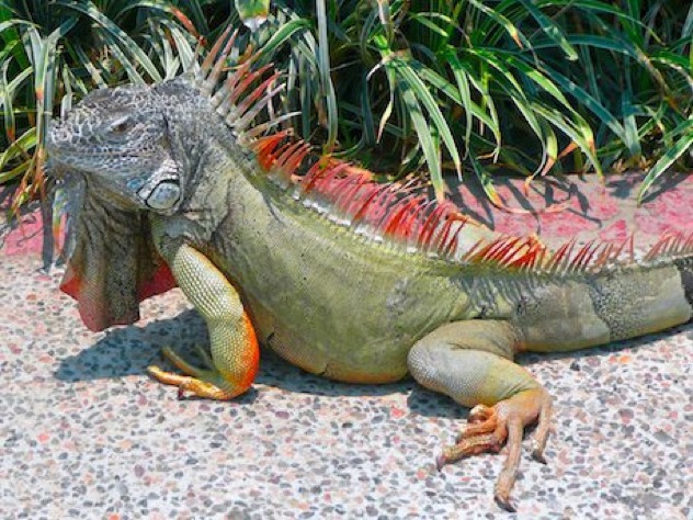 Green Iguana2