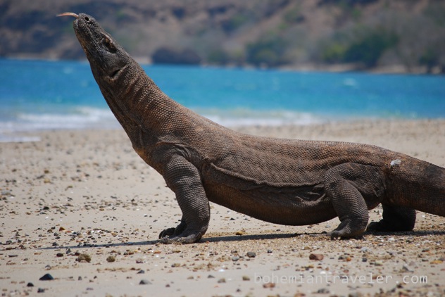 Komodo-Dragon-Indonesia-10