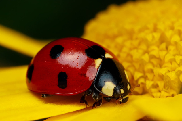 Ladybug On Yellow Iv By Dalantech