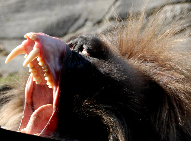 10 Animals With Terrifying Teeth - Listverse