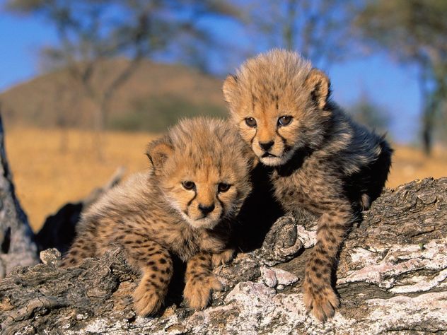 Tigers-Cheetah-Cubs-Picture