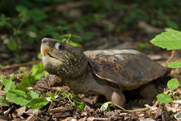 Chinese-Big-Headed-Turtle