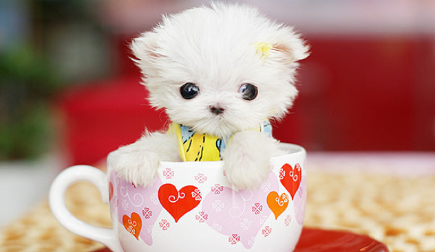 Cute-Puppy-L1