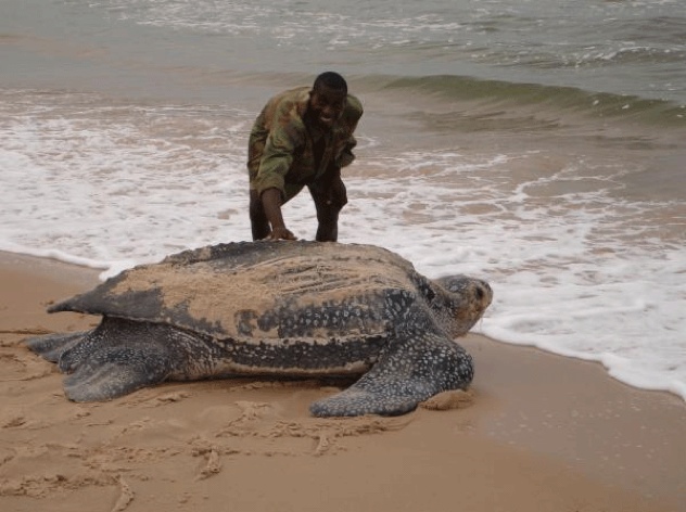 Leatherback Sea Turtle Giant