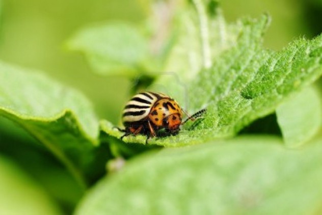 14211839-cute-but-damaging-colorado-potato-beetle-feeding-on-the-plant-s-leaves-an-agricultural-pest