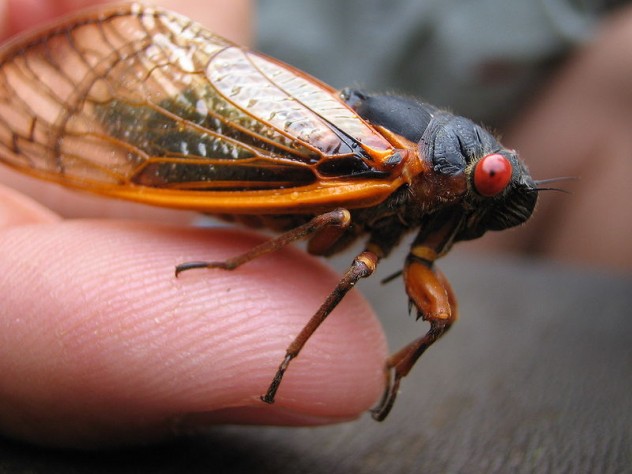 800-Cicada-2