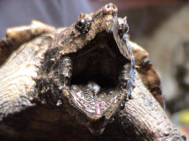 Alligator Snapping Turtle