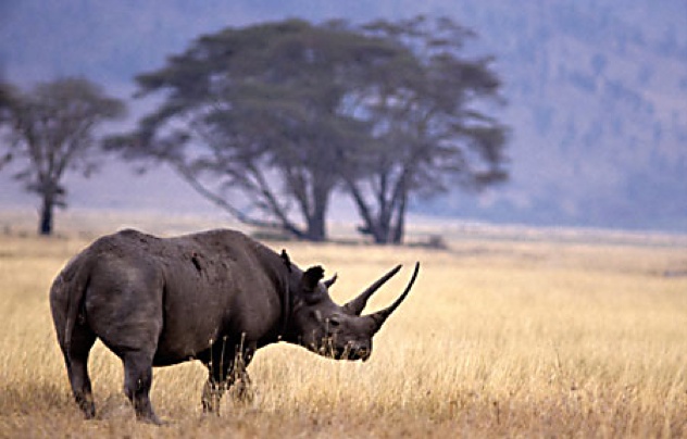 Black-Rhinoceros