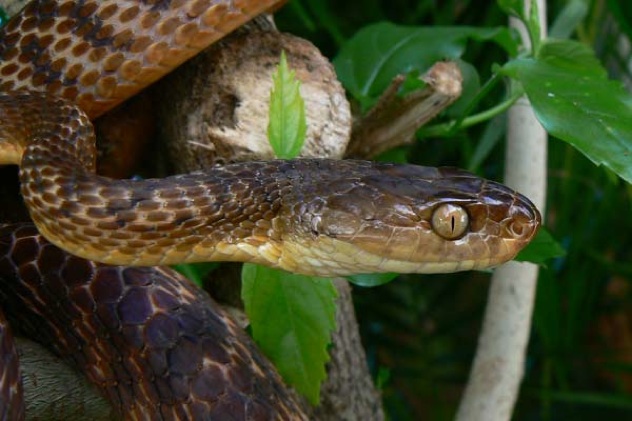 Brown-Tree-Snake(1)