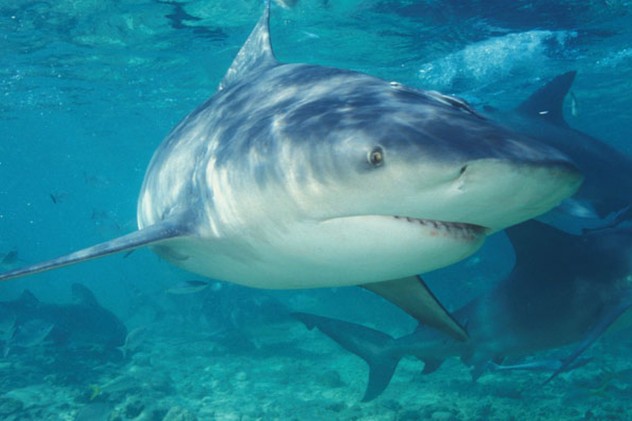 Bull Shark