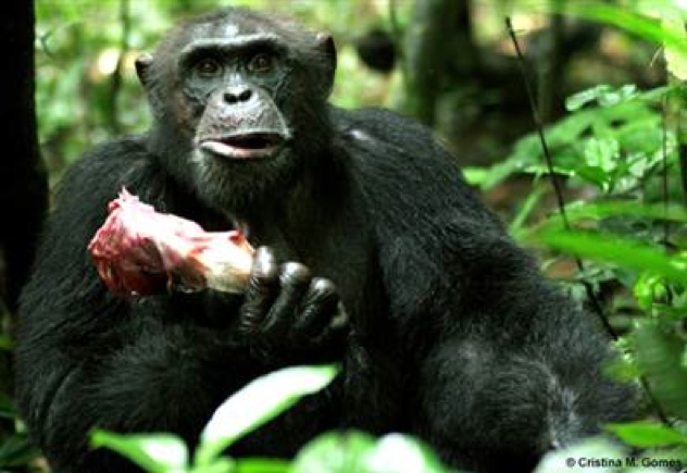 Chimp-Eating-Meat