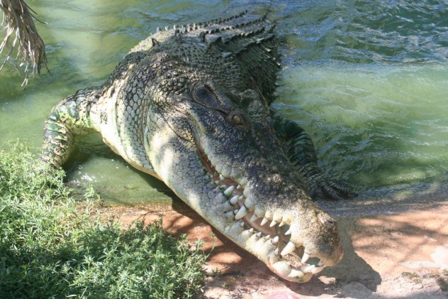 Crocodile