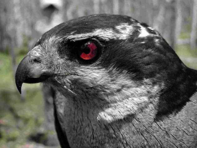 Goshawk