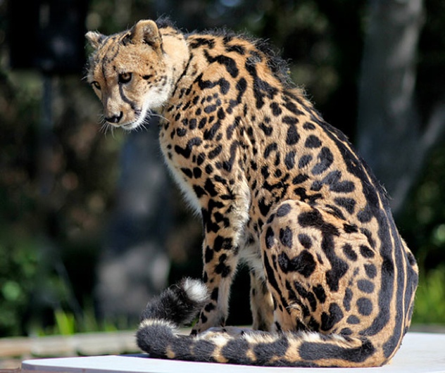 King-Cheetah