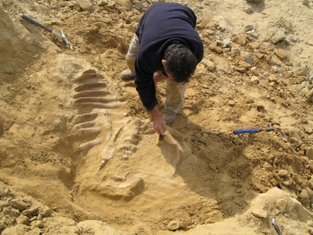 Metaxytherium_subapenninum_paleontological_excavation