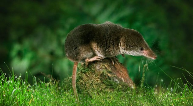 Shrew