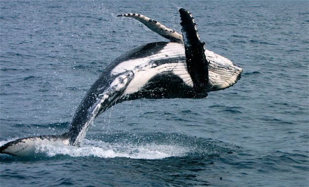 Whales-in-Hervey-Bay-2