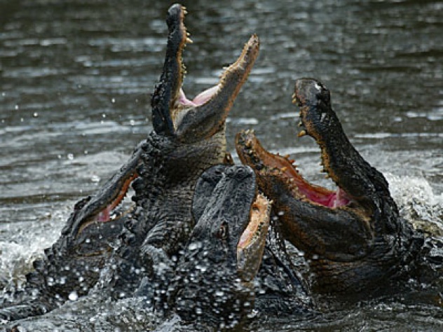 Alligator-Feeding-Frenzy