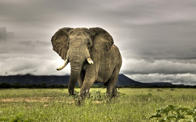 Best-Photo-Of-African-Bush-Elephant