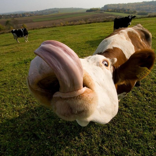 cows-tongue