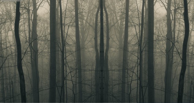 creepy_woods3