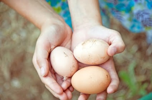 Farm-Fresh-Eggs