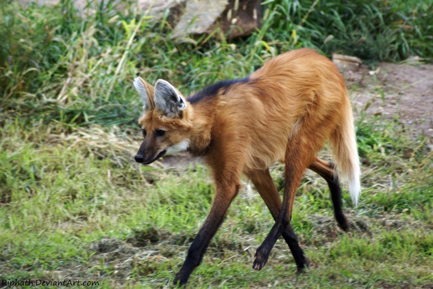 Maned Wolf By Riphath-D5H05Ij