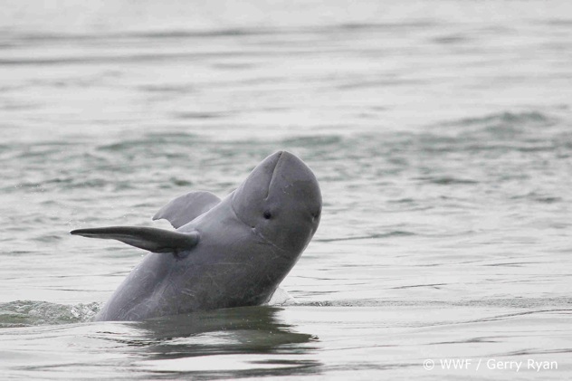 Mekong Irrawaddy Dolphin  C  Wwf Gerry Ryan