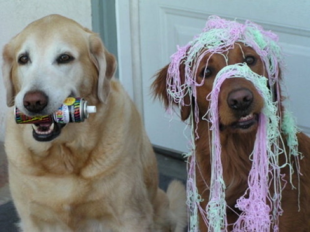 When-Dogs-Get-Ahold-Of-Silly-String-12911-1301241371-1