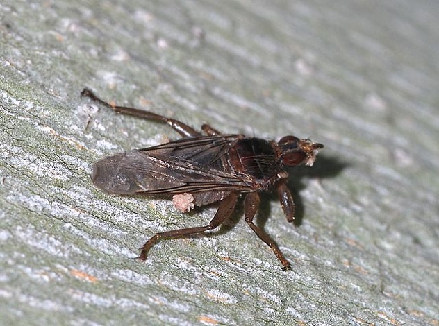 640px-Fly_June_2008-2