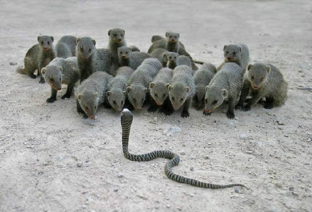 Cobra and Mongoose Fight, Mongoose Wins