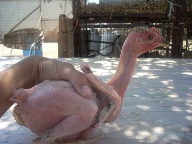 Featherless Chicken