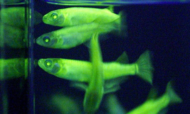 Glowy Glowy Fish Face