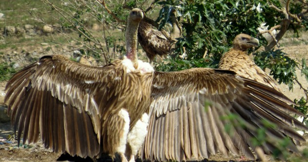 Indian-Vulture
