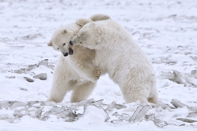 Polar Bears (Cubs), Arctic National Wildlife Refuge, Alaska
