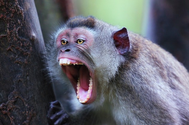 angry monkey