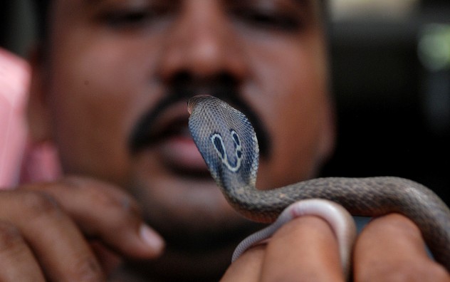 Snake handler Subhendu Malllik holds up