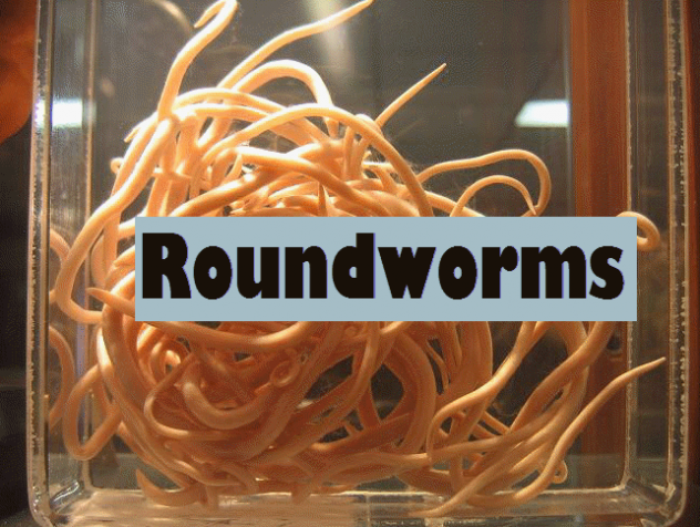 roundworm