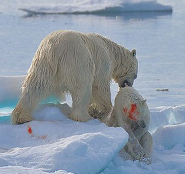 11 Cool Facts About Polar Bears - Listverse