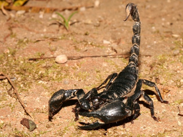 Scorpion3