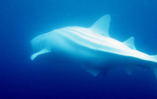 albino-whale-shark_